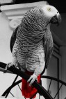 Beautiful African Grey Parrot For Sale
