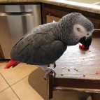 Beautiful Stunning Handreared African Grey For Sale