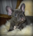 Blue Staffordshier Bull terrier Puppies for sale male and females