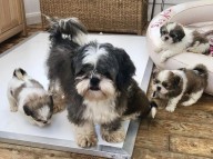 Beautiful Shih Tzu Babies Whatsapp +447467469632