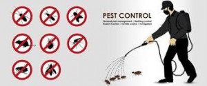 General Pest control service for Office, Doha