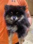 Stunning tea cup Pomeranian puppies for sale.