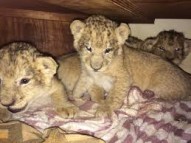 Cheetah Cubs, Lion Cubs and Tiger Cubs for sale for sale