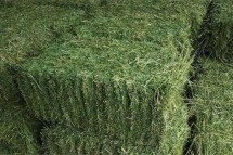 Alfalfa Hay Animal Feed For Sale