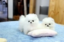 Super Pomeranian puppies
