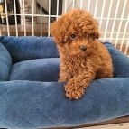 Classic Toy poodle puppies