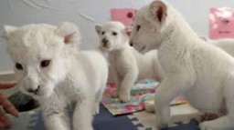 WHITE BABIES LIONS CUBS FOR ADOPTION
