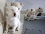 BABIES WHITE LIONS CUBS FOR ADOPTION