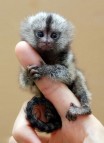 Finger Baby Marmoset Monkeys