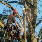 Looking for a tree surgeon?