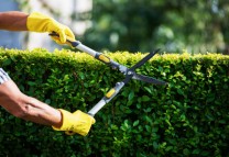 In need of a hedge trimmer?