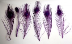 Buy Peacock Feathers Online at Best Prices