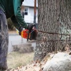 Searching for a tree surgeon in Weybridge?