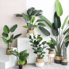Looking for Your Favourite Artificial Plants in Dubai?