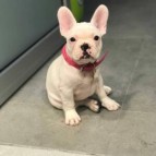 No matter how little money you own, having a dog makes you rich french bulldog puppy online Website......https://happybarkfrenchies.com/