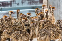 Vulturine guinea fowl ,Ostrich Chicks  available