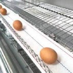 Egg conveyor belt manufacturer in Soudi Arabia