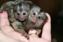 Well Trained Finger Marmoset Monkeys for sale