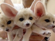 Lovely Registered Fennec fox for sale