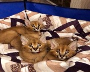 Lovely Caracal Kittens for Sal