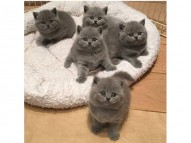 British shorthair kittens for sale