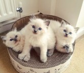 Lovely Ragdoll kittens available for sale