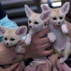 Lovely Registered Fennec fox for sale