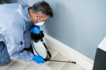 Protect Your Home with Al Waha Hygiene: Top Pest Control Service in Abu Dhabi