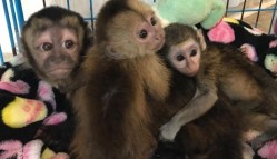 Primates for sale to loving and caring families .