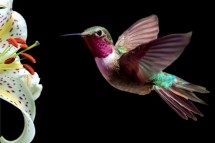 Enhance Your Home Decor with Exquisite Hummingbird Framed Art
