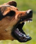 Dog Bite Injuries Lawyer Palm Desert