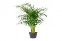 Buy Stunning Areca Palm (Indoor Plant) | Plant and Pot Co.