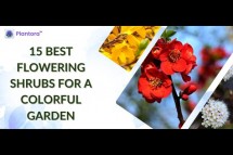 15 Best Flowering Shrubs