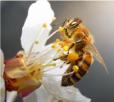 Langstroth Hive