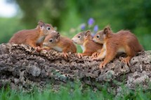 Trusted Squirrel Removal in Houston – Safe, Fast & Reliable Help
