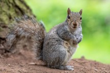 Humane Squirrel Removal in Houston