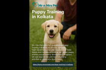 Puppy Training in Kolkata