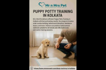 Puppy Potty Training in Kolkata