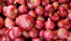 Onion Trading Company