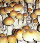 Huautla Mushroom Strain Cultivation and Care Guide