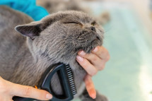 Cat Grooming in Mumbai
