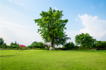 Westerville’s Trusted Lawn Care Experts – Call Today !