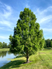 Buy Birch Tree | River Birch Trees Online with Delivery, Planting & 1 Year Warranty