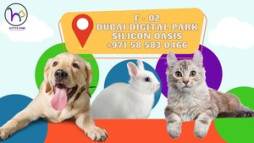 Gentle Cat Grooming Dubai Services for Stress-Free Pet Care