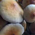 Top-Grade Maui Platinum Mushrooms for Researchers