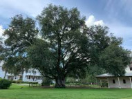 Shop Oak Trees Online | Free Delivery, Planting & 1-Year Warranty