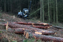 Expert Sustainable Woodland Management Services for Healthy Forests