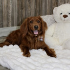 Choose the Mini Golden Retriever Breeder for Healthy, Happy Puppies