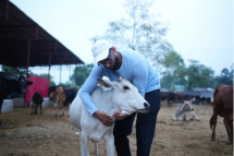 Urgent Need a Cow Shelter for Injured Cows