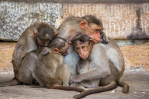 Feed Hungry Street Monkeys in Akshaya Tritiya